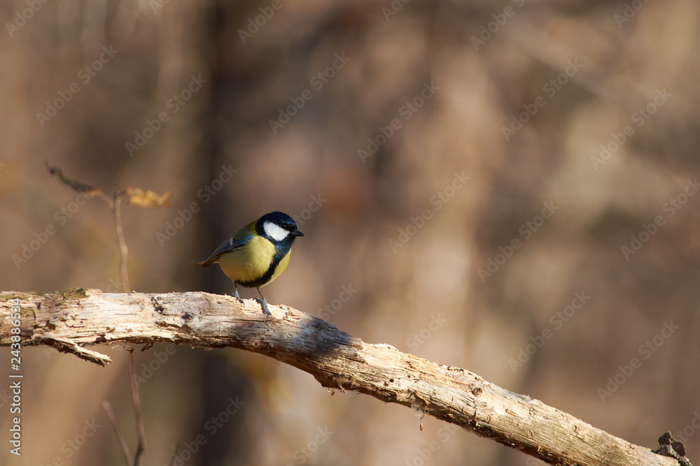 Small lonely great tit sits on a dry oak branch in a forest park in late autumn. Small lonely great tit sits on a dry oak branch in a forest park in late autumn.