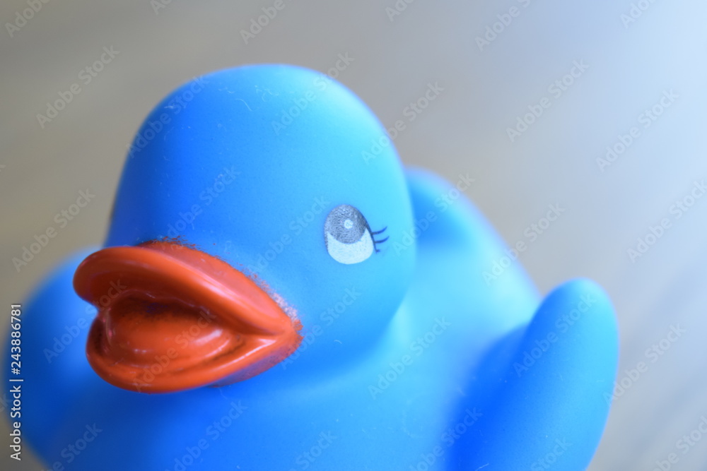 Fototapeta premium rubber duck