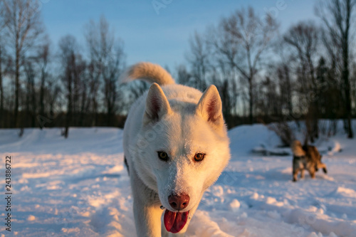 Dogs on snow