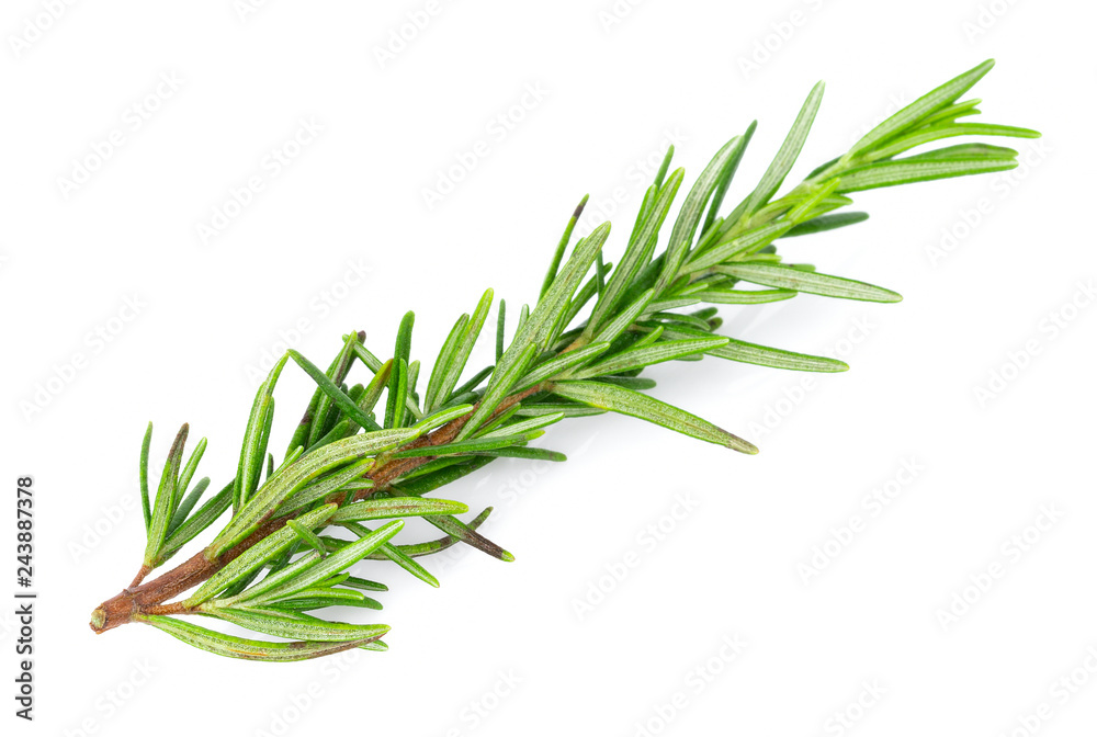 Fototapeta premium Rozmaryn na białym tle