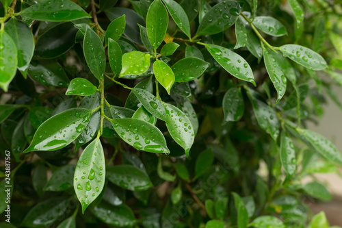 Wallpaper Mural water dew drop on green leaf nature Torontodigital.ca