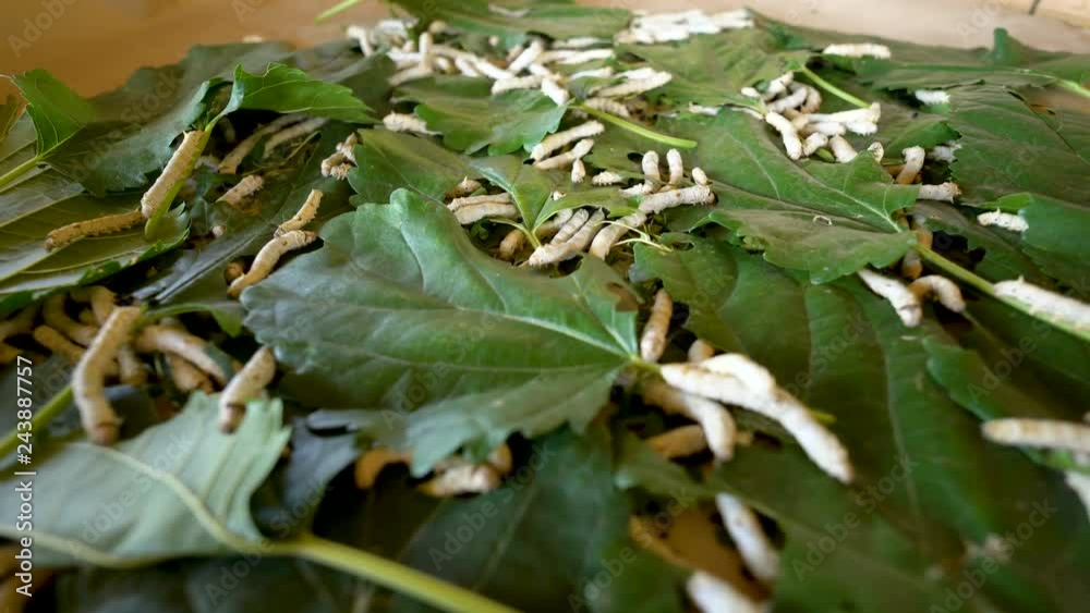 Panning the camera of silk worms that are eating mulberry leaves.
Panning the camera of silk worms that are eating mulberry leaves.