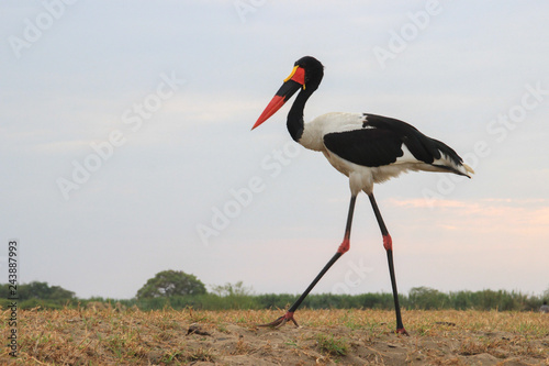 Saddle Billed stork walks through the field in search of food. photo