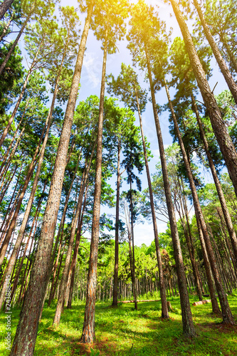 Beautiful in the morning sunshine in the forest with pine trees.