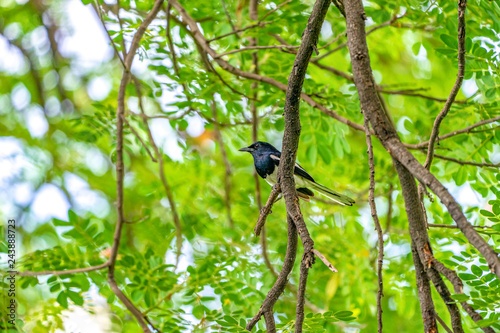 black bird with white line on its wing hangs on to a tree branch, green background.