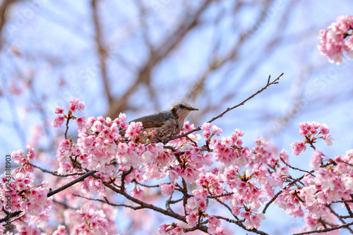 遠くを見つめるヒヨドリと桜の木
