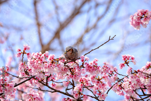 桜の木の上で蜜を探すヒヨドリ