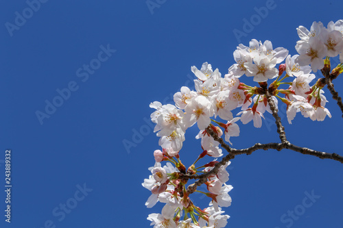 青空に輝く白い桜の花 © Studio Rainbow