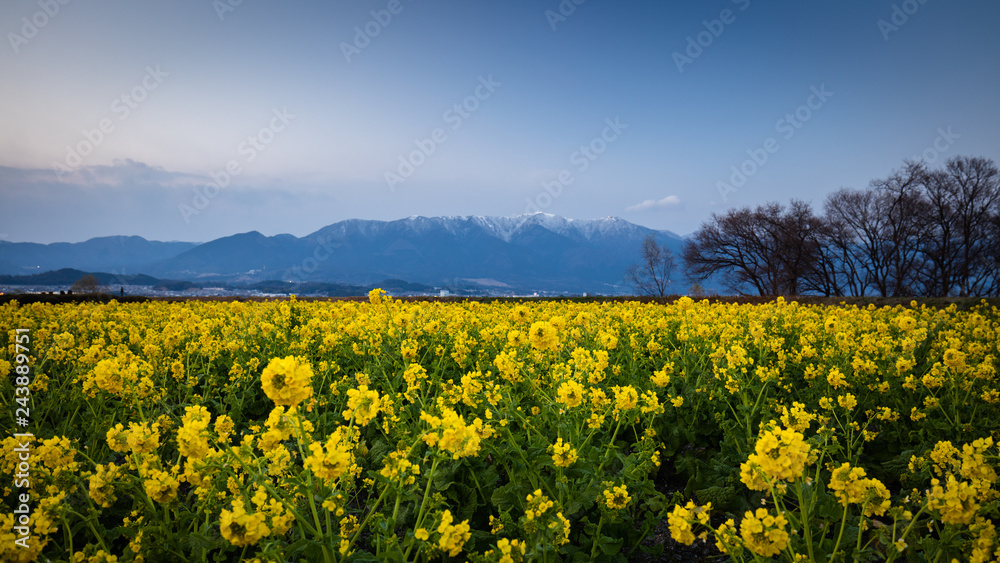 滋賀県 守山第一なぎさ公園 菜の花 Stock Photo Adobe Stock