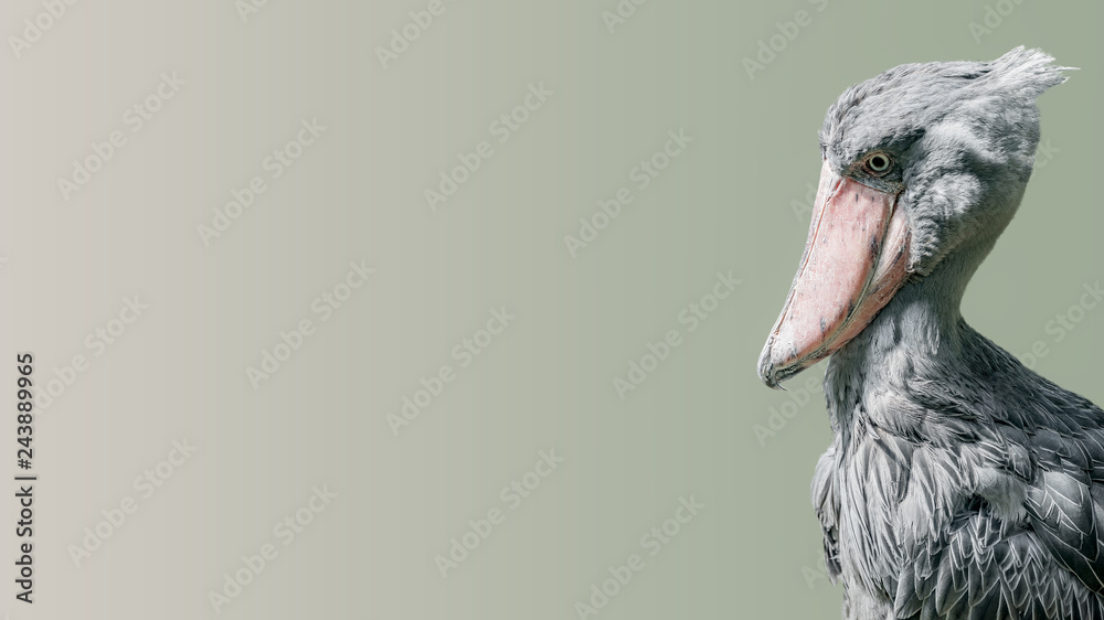 Family of Painted Stork Bird Natural Nature Wallpaper Stock Image - Image  of nature, birdie: 232572503