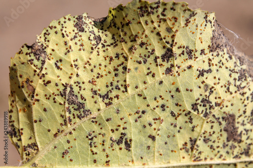 Aspen Scale insect (Poplar scale or Diaspidiotus gigas) on juvenile leaf of Populus tremula or aspen