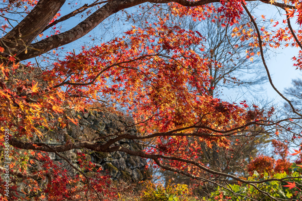 秋の岡城址の眺め【大分県】