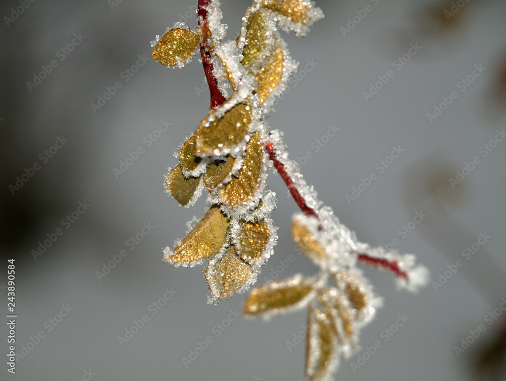 Naklejka premium Photo winter hips in the ice.