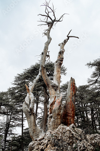 Cedar forest in Bsharri, Lebanon. photo