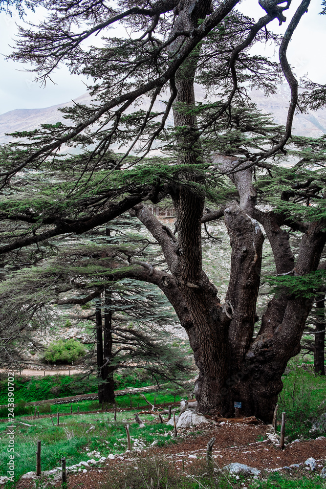 Naklejka premium The cedar forest in Lebanon in the fog.