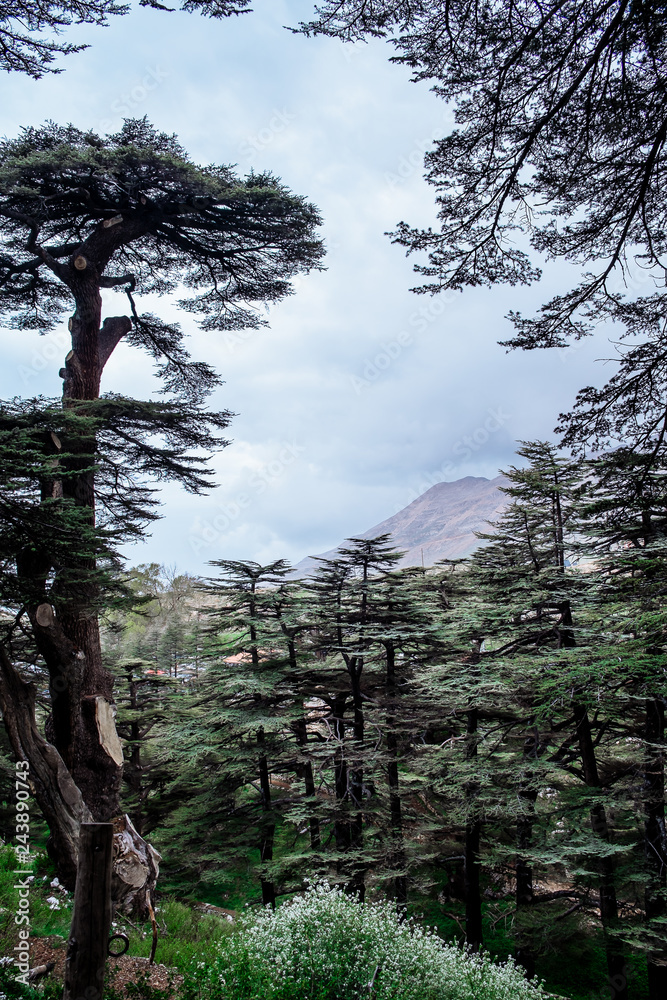 Obraz premium The cedar forest in Lebanon in the fog.