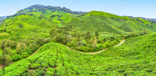 Beautiful Highlands Tea Plantation landscape view