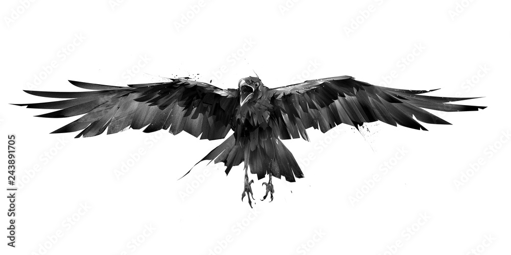 Obraz rysowane ptak Wrona w locie z przodu na białym tle