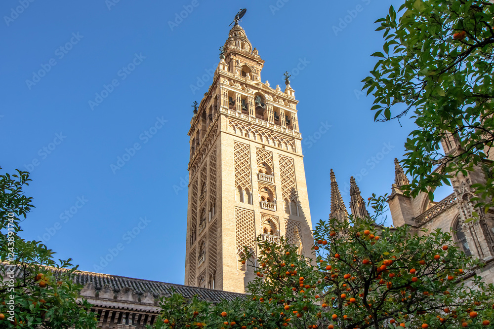 View of Giralda tower of Seville Cathedral of Saint Mary of the See (Seville Cathedral)  with oranges trees in the foreground