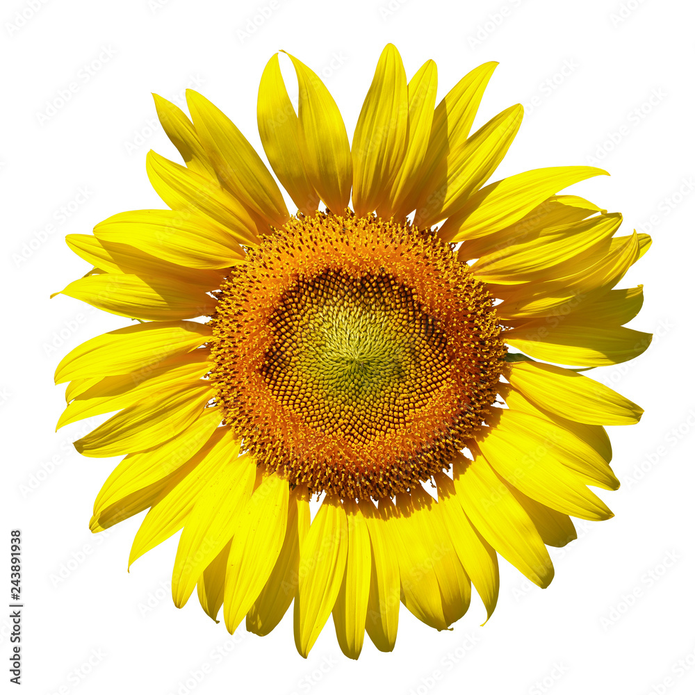Fototapeta premium sunflower isolated on white background
