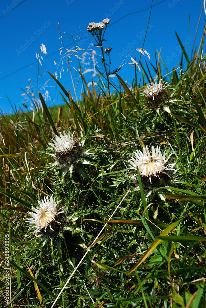 Fototapeta premium Silberdistel Disteln