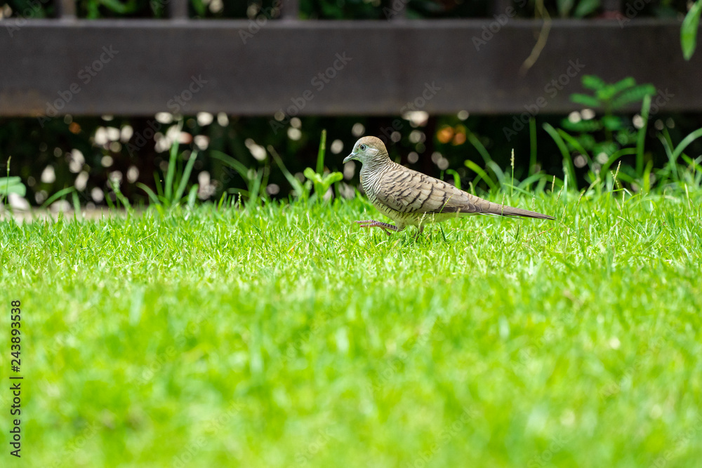Fototapeta premium close up dove walks in the grass field.