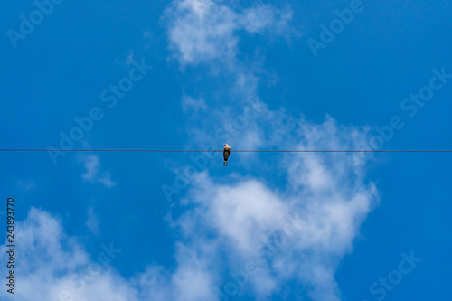 Dove hang on to electric single cable line alone in the clear sky.