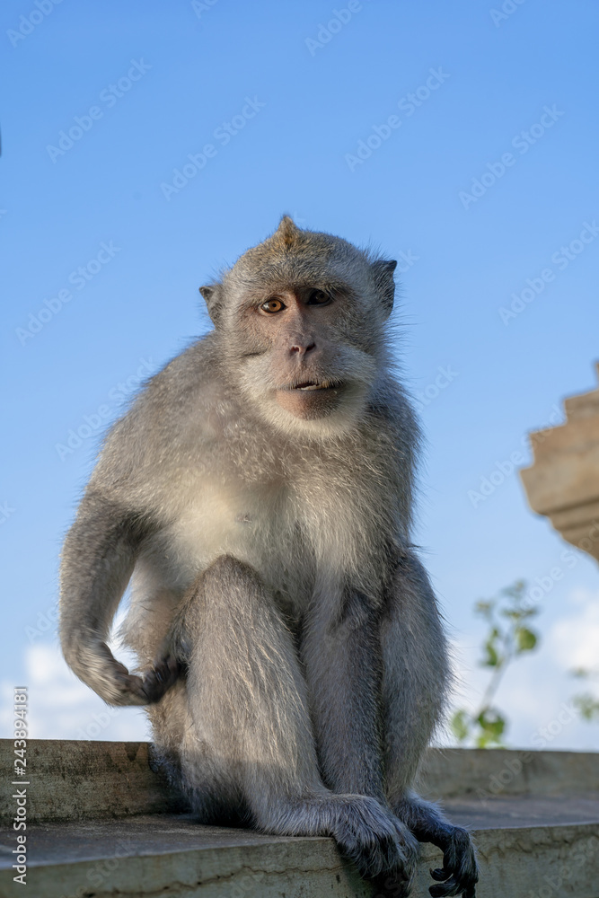 photogenic long tailed balinese monkey (Macaca fascicularis) sitting on the wall and judging/looking at the camera at Uluwatu temple in Kuta, Bali photogenic long tailed balinese monkey (Macaca fascicularis) sitting on the wall and judging/looking at the camera at Uluwatu temple in Kuta, Bali