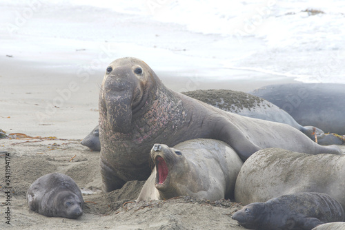 male elephant seal attempting to breed with female. Elephant seals breed annually and are seemingly faithful to colonies that have established breeding areas