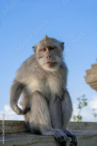photogenic long tailed balinese monkey  Macaca fascicularis  sitting on the wall and judging looking at the camera at Uluwatu temple in Kuta  Bali