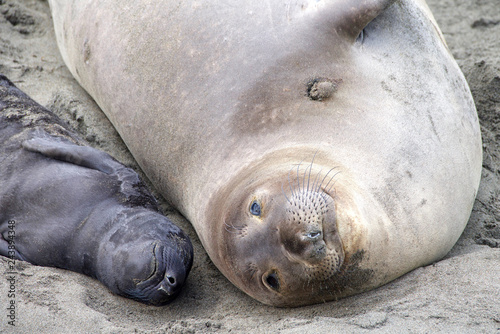 Close up of Mother and newborn baby elephant seals laying side by side. Mom knows her pup by their scent. Mother and pup stay together for about a month, the mother feeding the baby with fat-rich milk