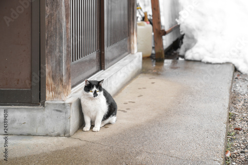 adorable homeless Japanese fat black and white cat white with yellow eye, sit beside wooden door and background snow behind.