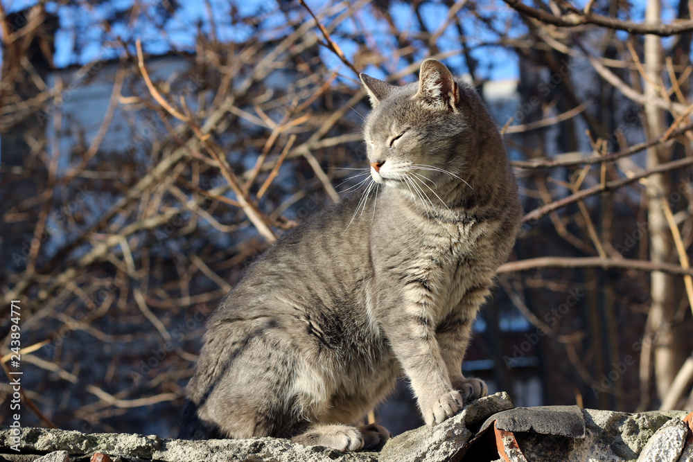 Obraz premium Cat grey gray large stray wall city street