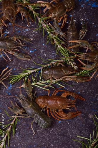 Live crayfish on a table with rosemary