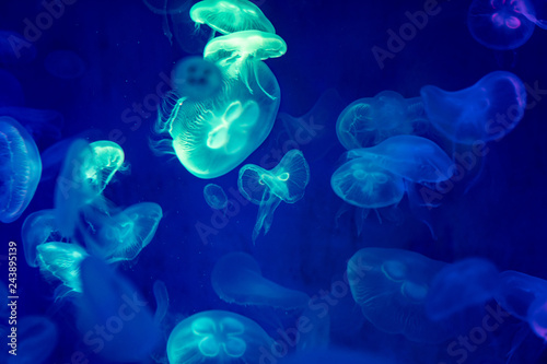 Jelly fishes are swimming and glowing in the dark. photo