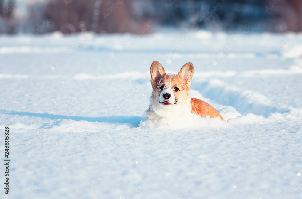 small the red-haired puppy of the corgi is playing fun in the white snow, smearing his nose and face in the winter park