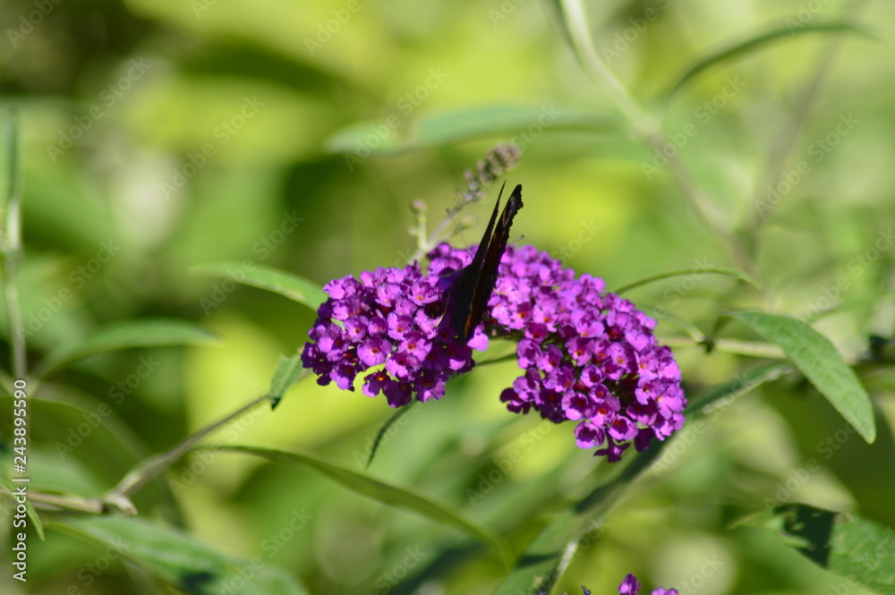 butterfly on flower butterfly on flower