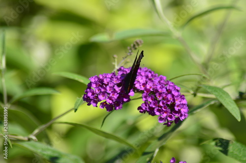 butterfly on flower