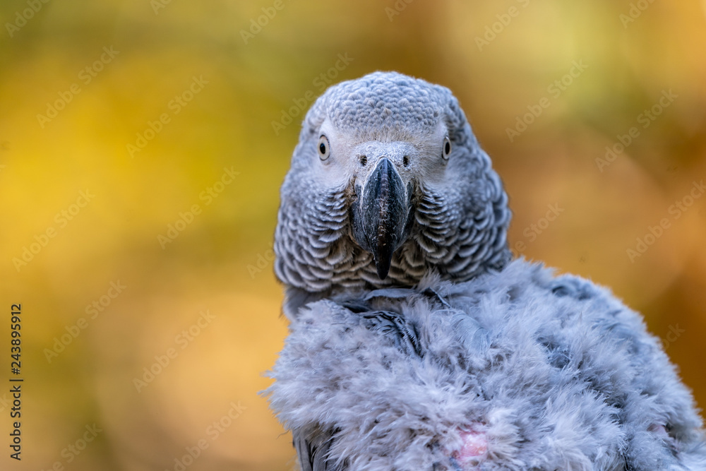 Fototapeta premium Baby African grey parrot with red tail hang on to the branch in the forest