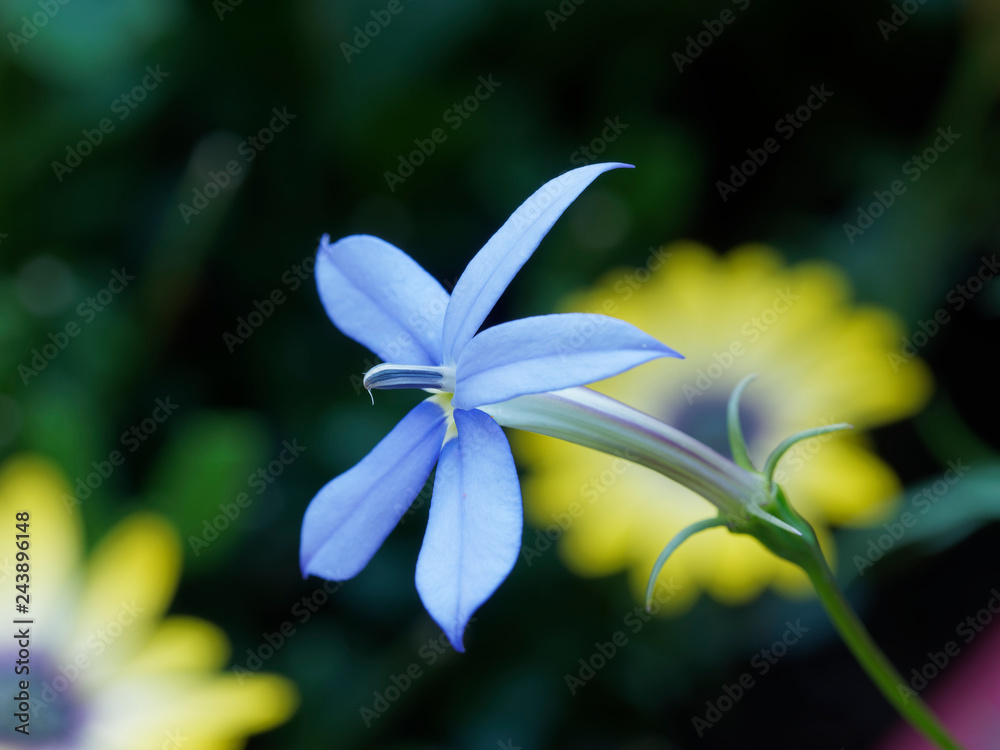 Fototapeta premium Isotoma axillaris - Fleur étoilée de Solenopsis axillaire ou laurentia axillaire de couleur bleu clair