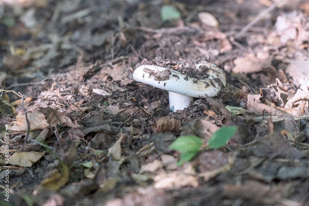 Small mushroom of white color in the old fallen foliage Small mushroom of white color in the old fallen foliage