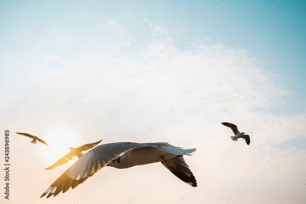 Naklejka premium Seagulls soaring in the sky at sunset