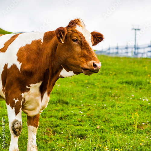  Brown Pinzgau Cow on Kitzbuheler Horn, Kitzbuhel photo