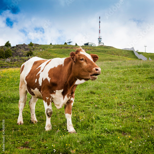  Brown Pinzgau Cow on Kitzbuheler Horn, Kitzbuhel photo