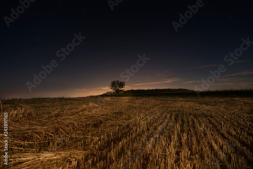 Obraz na plátně night olive tree