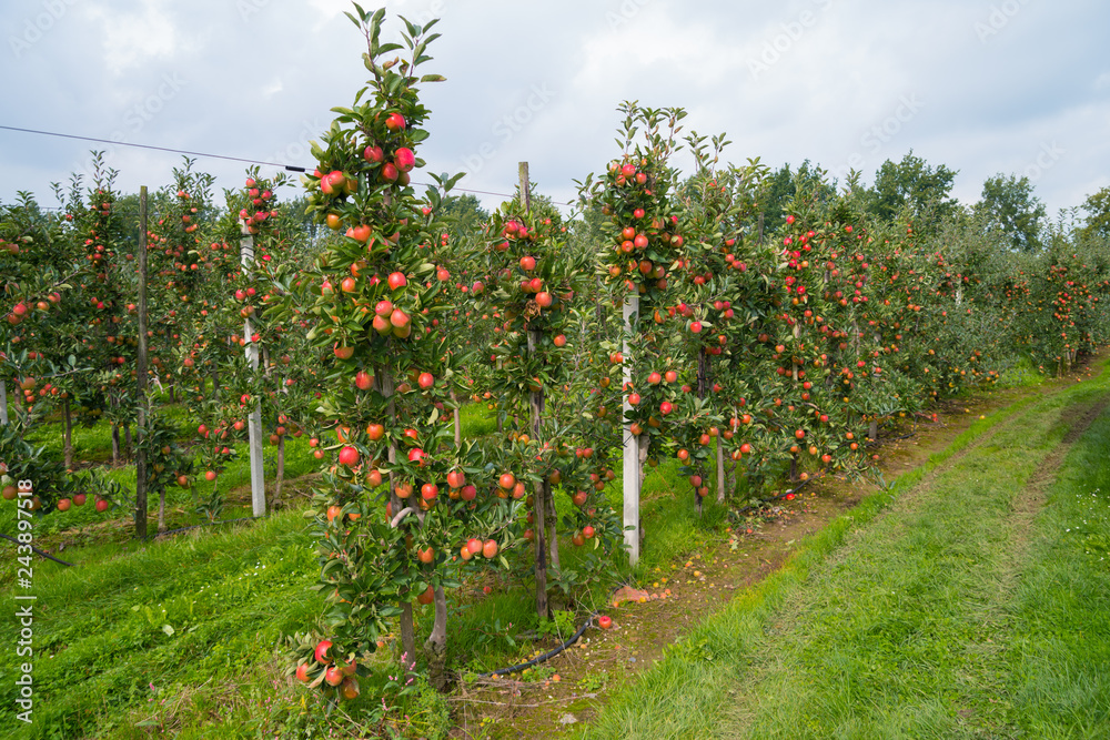 dutch apple orchard