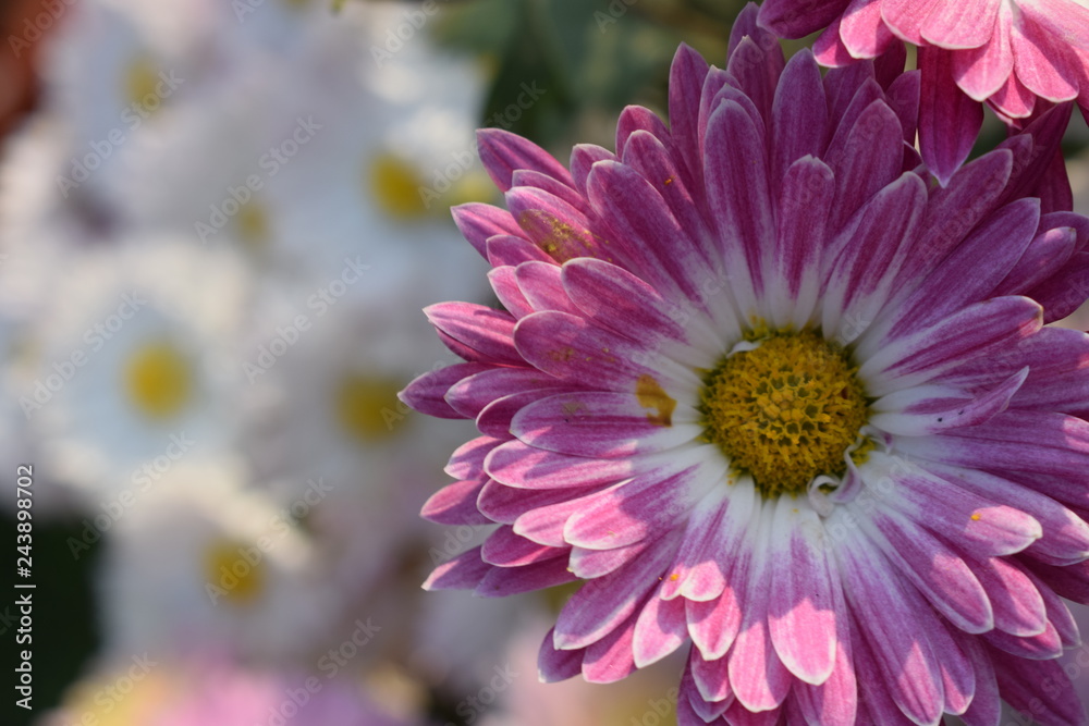 Fototapeta premium pink and white flowers