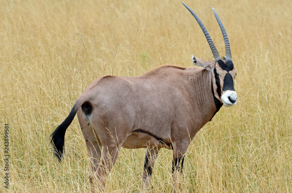 Close up of a fringe-eared oryx (Oryx beisa callotis) with long black  tasseled tail, muscular