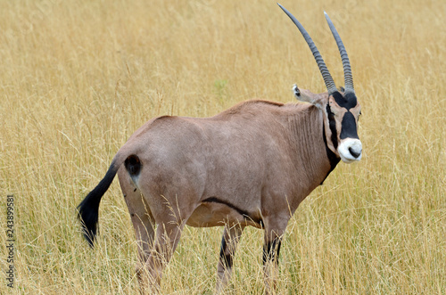 Close up of a fringe-eared oryx (Oryx beisa callotis) with long black tasseled tail, muscular fawn coloured body, black bands, white muzzle and long curved horns standing in field of dry gold grass.