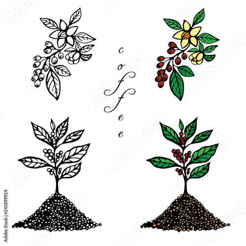 A coffee tree  and coffee branch with flowers and fruits on white background